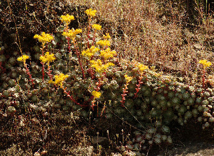 2008-05-19_34 Sedum Cropped TN.jpg - 112333 Bytes